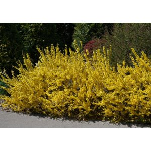 Zlatý dážď (Forsythia intermedia) ´MAREÉ D´OR´® - výška 15-25 cm,  ⌀ 30-40 cm, kont. C5L